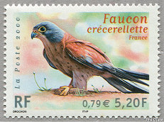 Faucon crécerellette - France