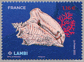 Image du timbre Lambi