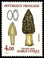 Morille conique - Morchella conica