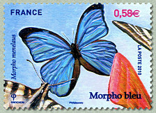 Morpho bleu - Morpho menelaus