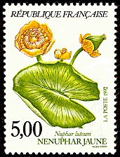 Nénuphar jaune ou Nuphar lutea
