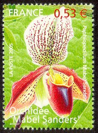 Orchidée Mabel Sanders<BR>Paphiopedilum Mabel Sanders