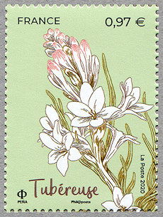 Image du timbre Tubéreuse