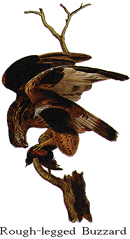 Le dessin original d'Audubon