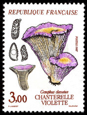 Image du timbre Chanterelle violette - Gomphus clavatus