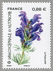 Image du timbre Dracocéphale d'Autriche