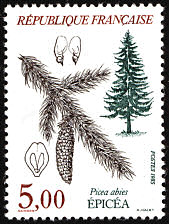 Image du timbre Epicéa - picea abies