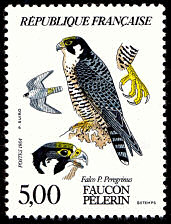 Image du timbre Faucon pèlerin - Falco P. peregrinus