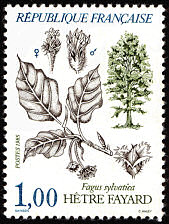 Image du timbre Hêtre fayard - fagus sylvatica