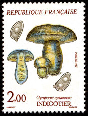 Image du timbre Indigotier - Gyroporus cyanescens