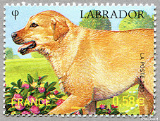 Labrador_2011
