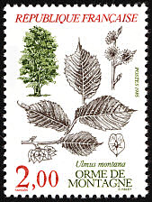 Image du timbre Orme des montagnes - ulmus montana