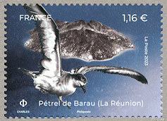 Pétrel de Barau (La Réunion)